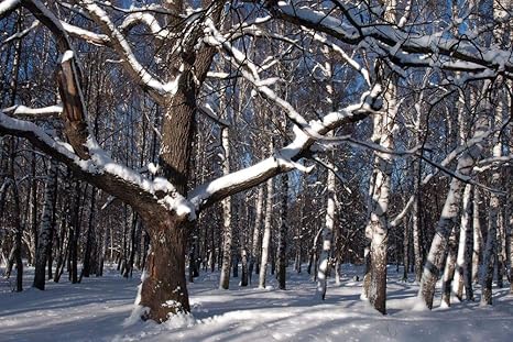 Amazon Co Jp 森の雪壁紙 自然壁紙 キャンバス ステッカー 印刷 壁紙ポスター はがせるシール式 写真 特大 絵画 壁飾り1cmx80cm Home Kitchen