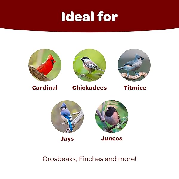 KAYTEE SONGBIRD WILD BIRD SEED FOOD, BLENDED FOR GROSBEAKS, CHICKADEES, TITMICE, CARDINALS, NUTHATCHES & MORE, 7 POUNDS