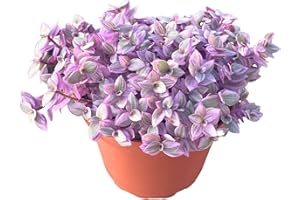 Live Succulent 4" Callisia Repens Pink Lady Turtle Vine, Succulents Plants Live Fully Rooted House Plant for Home Office Decoration, DIY Projects by The Succulent Cult