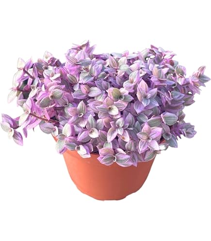 where to buy pot for plants Pots D Piso Planter