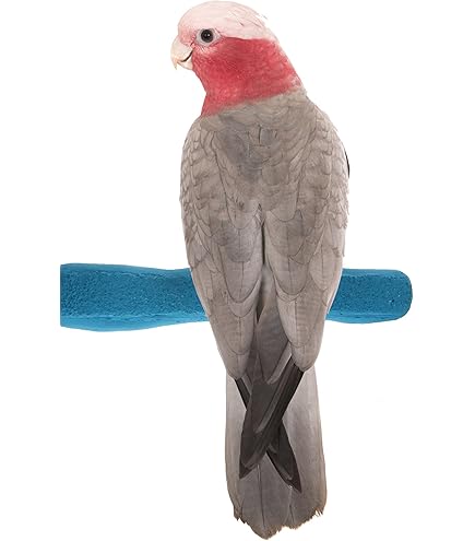 Persico Minerale Nobby 22cm - Perchiera Per Uccelli, Bianco, Per Calopsitte - Foto 7