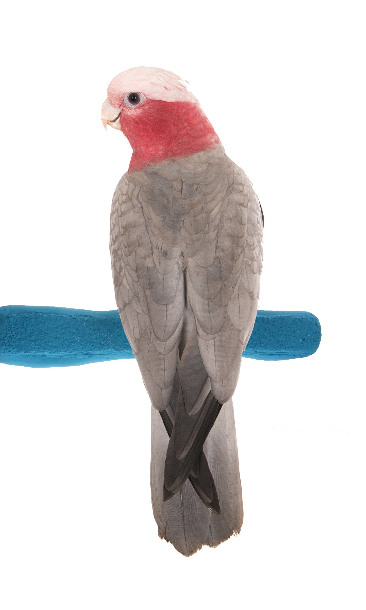 Sweet Feet and Beak Comfort Grip Safety Bird Pumice Perch - Patented Bird Perch Keeps Nails and Beak in Top Condition - Imitates Birds' Life in the Wild - Non-Toxic - Hangs Easily - Medium - Blue