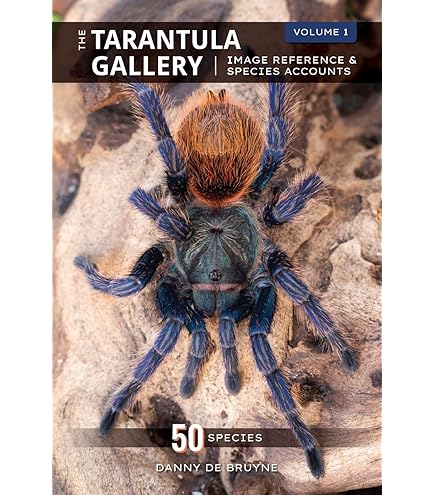 Amazon.com: 4D: Tarantula Spider Anatomy Model : Toys & Games