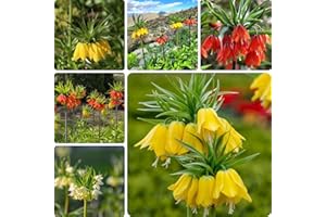 Fritillaria tubers, Imperial Crown Bulbs, Indoor Garden, Decorative Balcony Plant, Living Room with Potted Plants, perennials