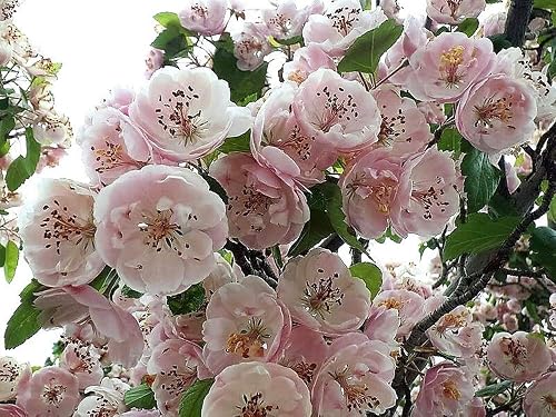50 Hawthorn Seeds – Maybush, Haw May Tree – Organic Fruit Seeds For Planting