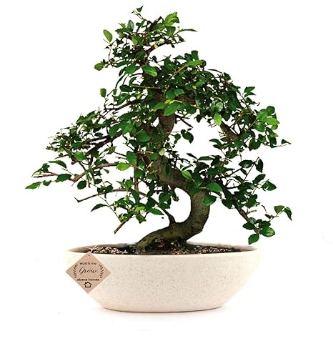 Abana Homes Bonsai Tree Ulmus Chinese Elm - A Beautiful House Plant with Ceramic Pot