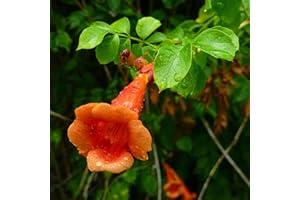 QAUZUY GARDEN 20 Trumpet Vine Hummingbird Vine Orange Trumpet-Shaped Flowers Seed Drought Tolerant Ornamental Showy Rapidly-Growing Privacy Screen