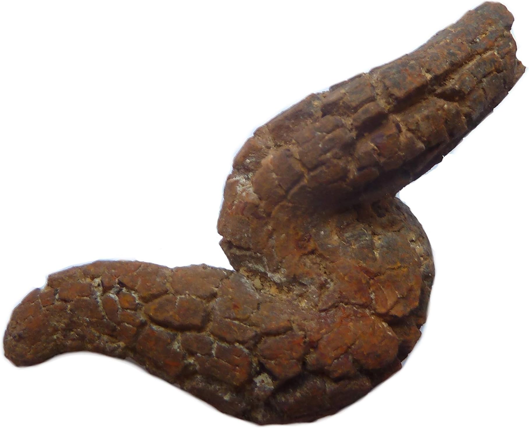 Fossil Dinosaur POO - Genuine Coprolite (fossil dino poo!) - Millions of years old! - Fantastic gift for all ages!