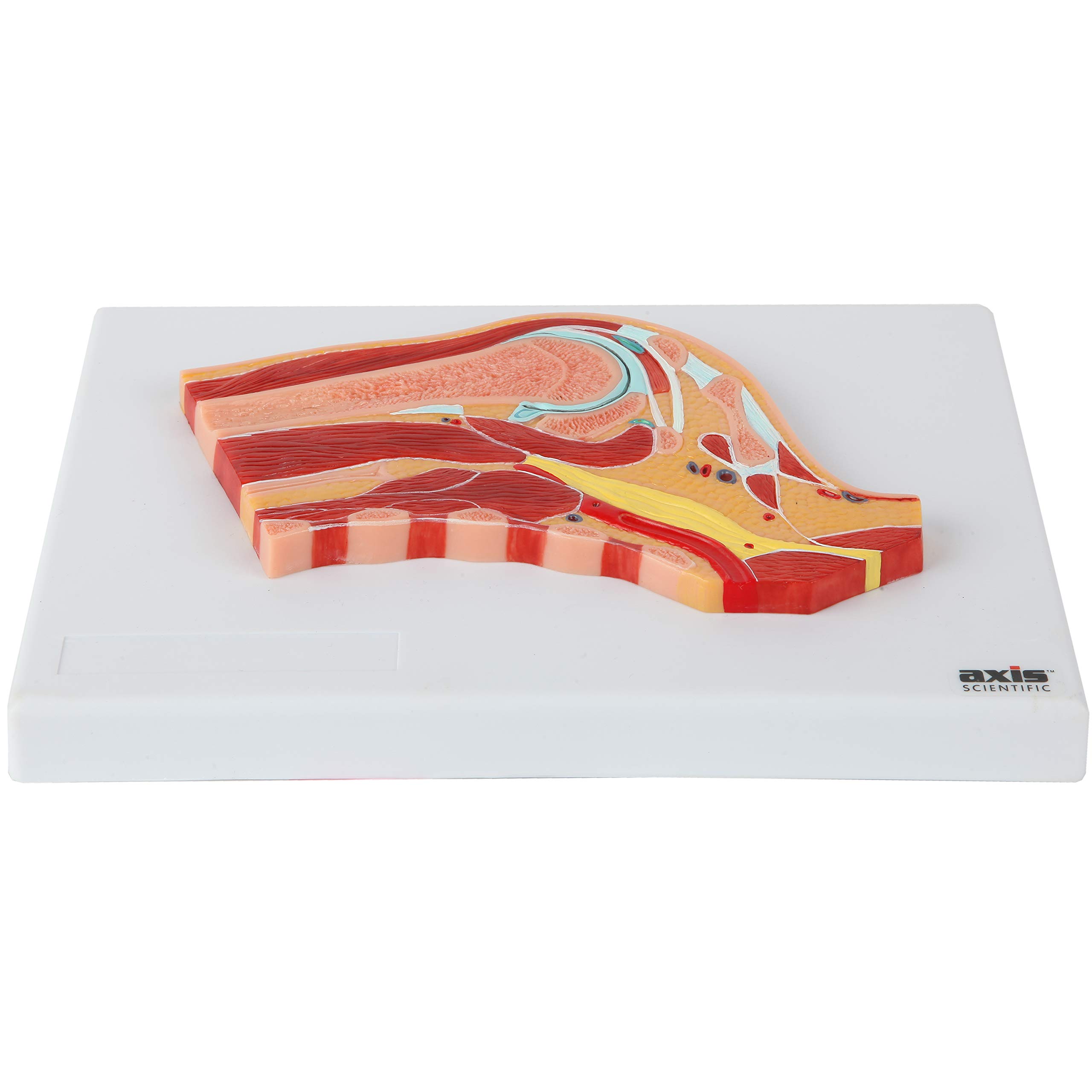 Axis Scientific Life Size Shoulder Joint Cross Section Anatomy Model Human Body Replica of Shoulder, Includes Product Manual, Students Medical Professionals Professors Display