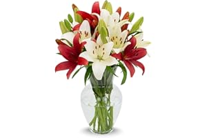 Stargazer Barn - 10 Stem Red/White Asiatic Lily Bouquet (Vase Not Included) - Fresh Flowers for Delivery - Gift for Anniversary, Birthday, Congratulations, Get Well, Graduation, Sympathy, Christmas