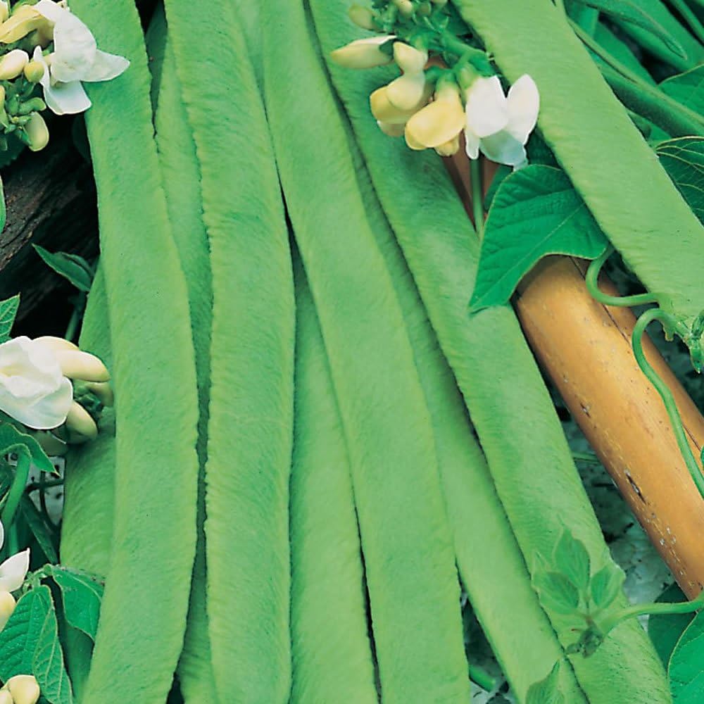 Runner Bean White Lady 50 Finest Seeds Amazon.co.uk Garden & Outdoors