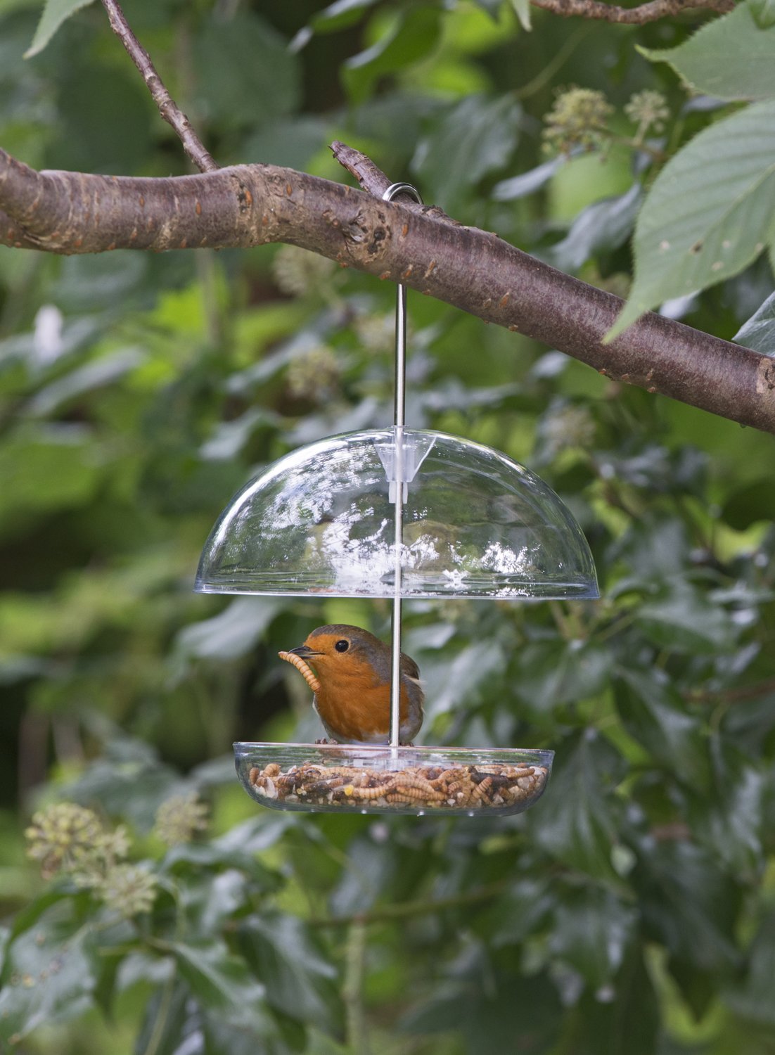 Birds Clear Hanging Bird Feeder attracts small garden birds Fill with