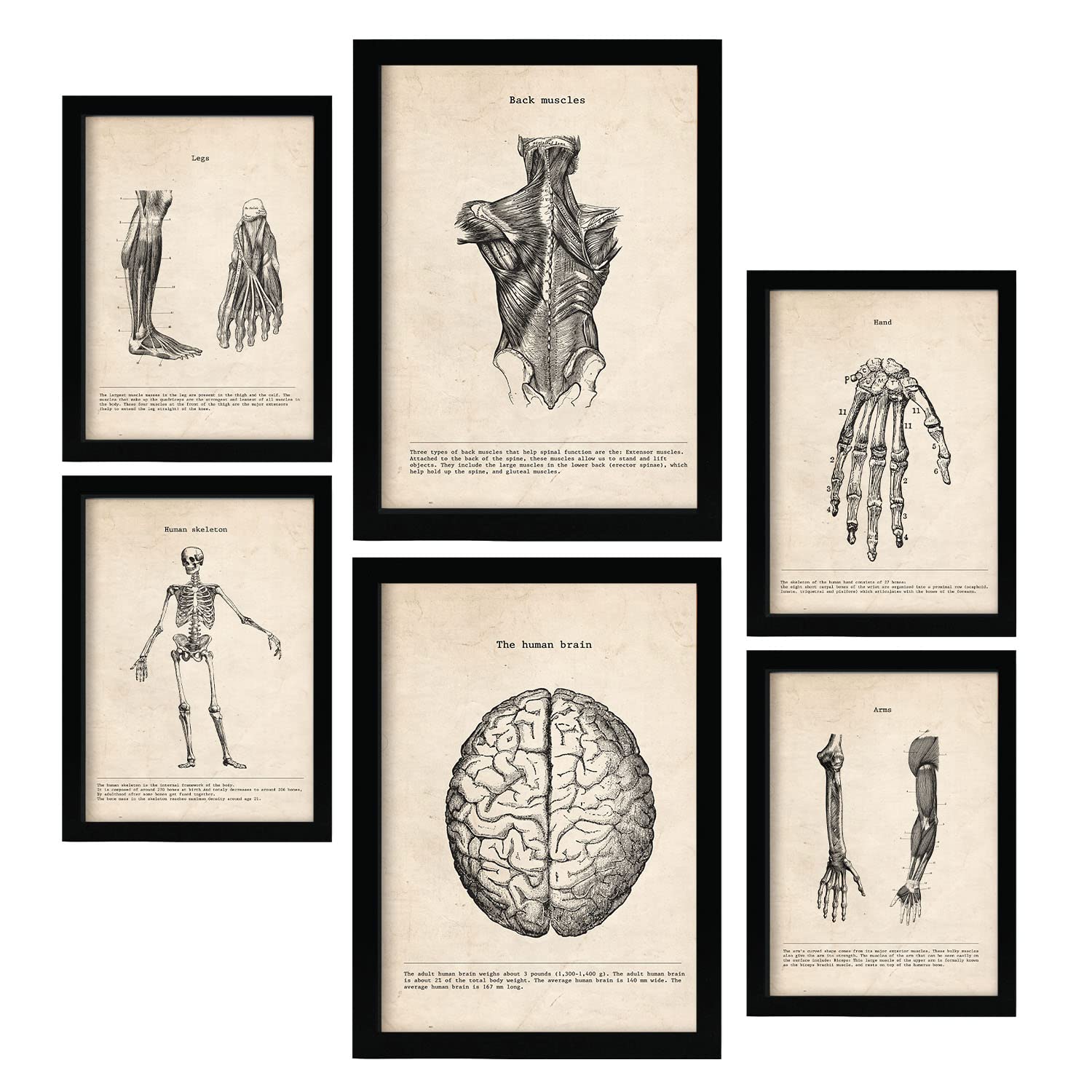 Nacnic Limbs and Brain Posters. Medical Vintage Style Illustrations of Anatomy, Body Parts, Bones and Muscles. Aesthetic Illustrations for Interior Design and Decoration. A4 & A3.