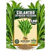 3000+ Culantro (Ng&ograve; Gai) Heirloom Herb Seeds, Eryngium Foetidum | High Germination, Non-GMO, Heirloom | Slow-Bolting, Indoor &amp; Outdoor | Mexican Coriander, Recao, Sawtooth | Cilantro Cimarron
