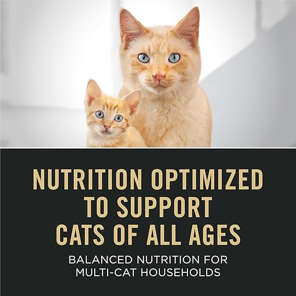 PURINA PRO PLAN ALL LIFE STAGES HIGH PROTEIN CAT FOOD CHICKEN AND RICE DRY KIBBLE 5.5 POUND (PACK OF 1)