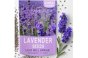 EQUSYM 20000+ Lavender Seeds Bulk- Non GMO Premium English Lavender Seeds for Planting Outdoors or Intdoors, Wildflower Seed Grow Fragrant Gardens, DIY Essential Oils, Perfect for Home Gardeners, Gifts