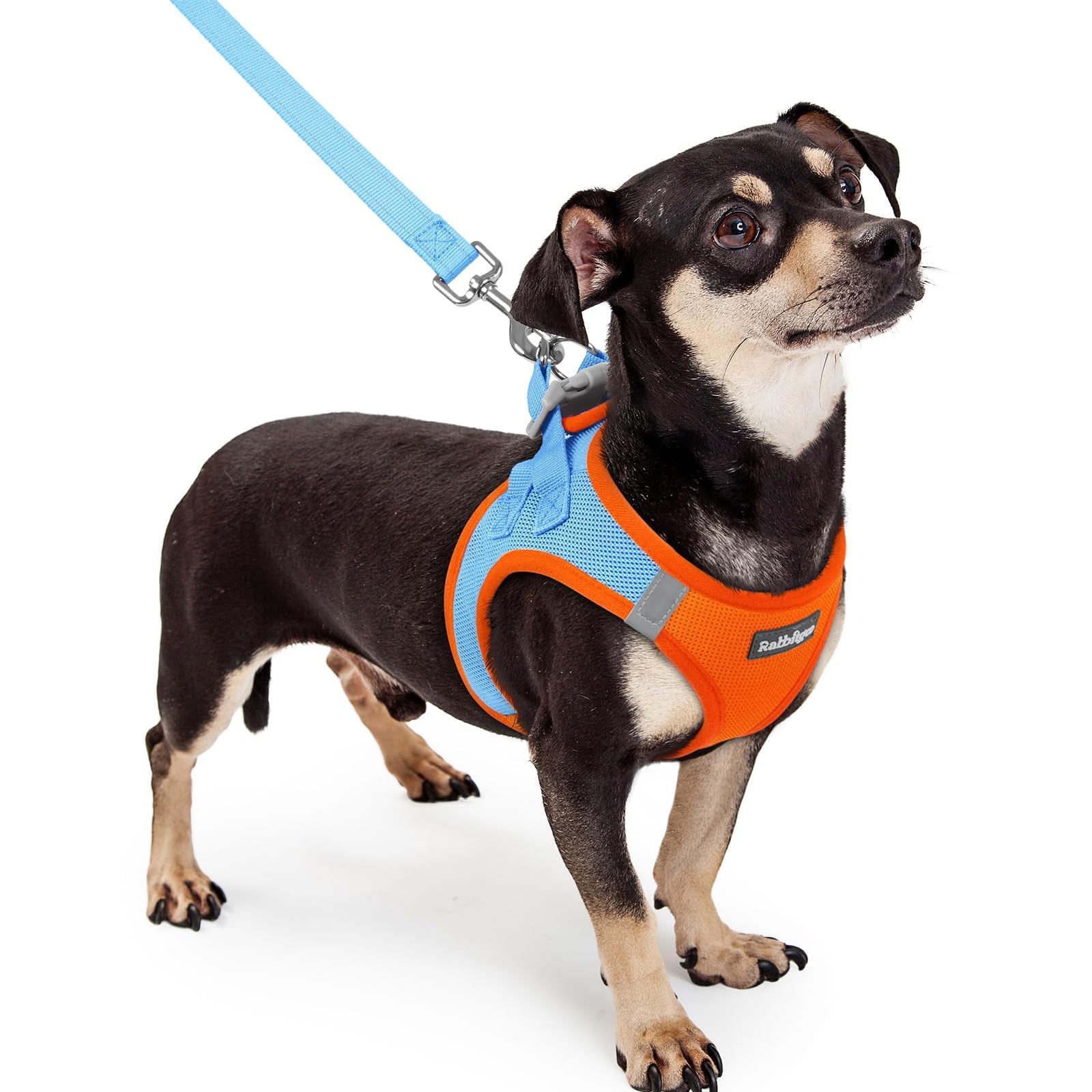 Photo 1 of rabbitgoo Dog Harness Small Sized and Leash Set, Step in Soft Light Puppy Vest, Breathable Mesh Pet Harness, Reflective for Safe Easy Walking, Blue & Orange XXXS
