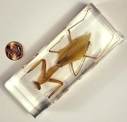 4.3" Real Praying Mantis in Crystal Clear Lucite