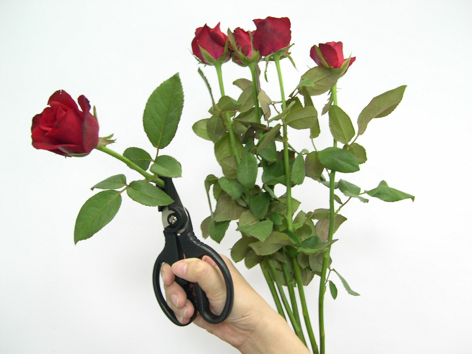 Cut & Hold - Rose Gatherer Pruner Scissors Secateurs UNIQUE - Black