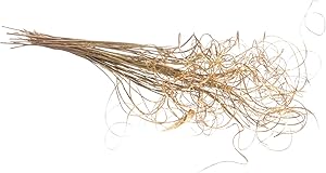 Royal Imports Sparkle Glitter Curly Ting Ting Branches Vase Filler for Wedding, Holiday & Home Decoration, 26”, 75 Stems (Gold)
