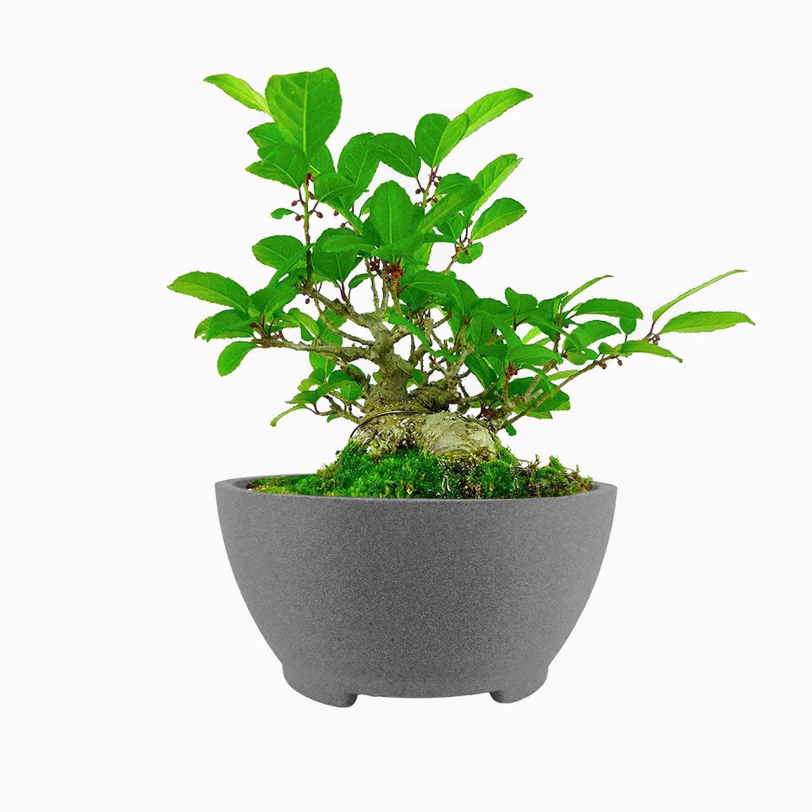 Photo 1 of ***POT ONLY /PLANT NOT INCLUDED**** TINYVISTA 8.26” Large Bonsai Pots with Drainage Breathable Rough Pottery Planter Sand-Textured Short Legs Bonsai Tree Pots Ceramic for Indoor Plants Succulent