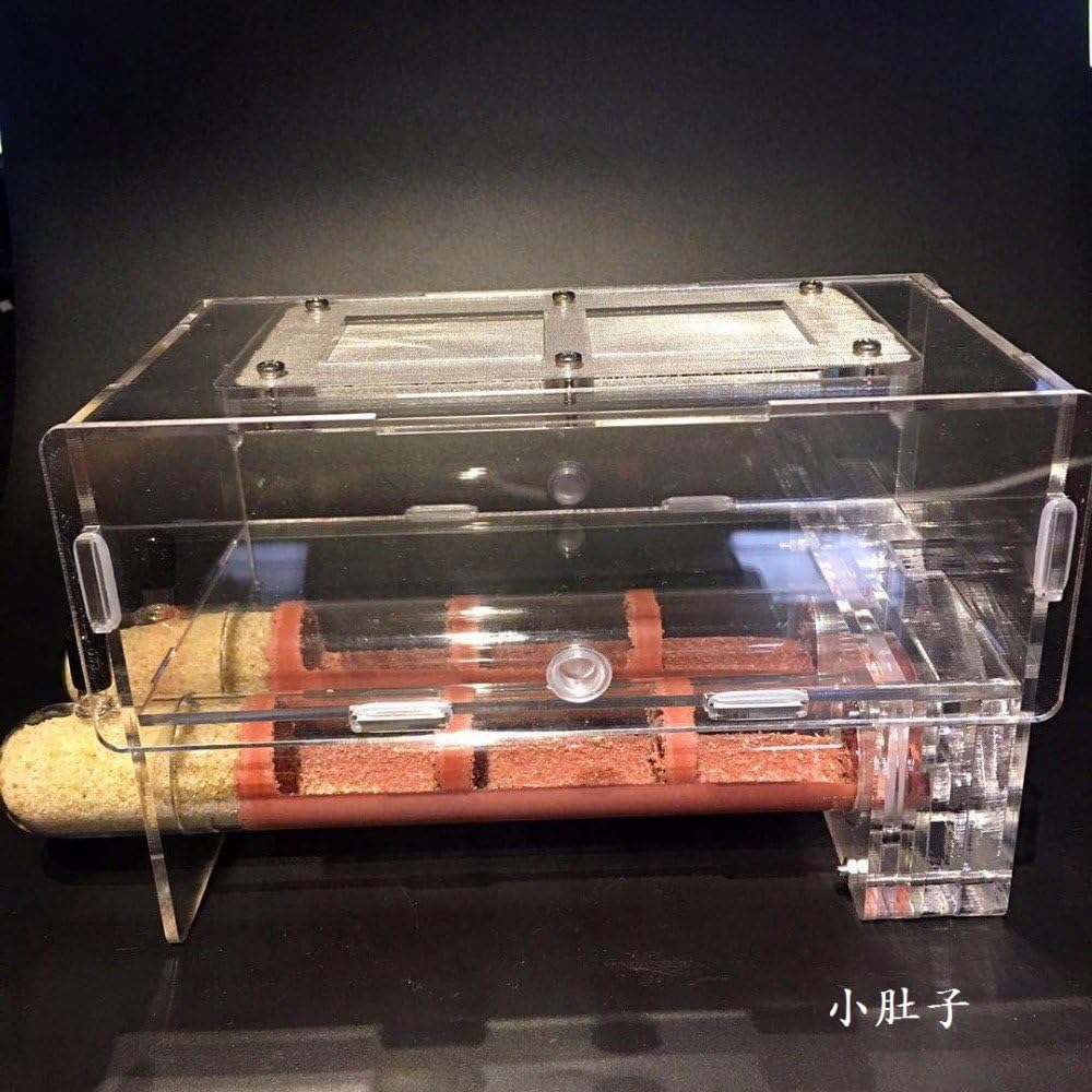 30200mm Large Size Bamboo Glass Tubes Ants Nest Ants Castle Workshop Children Science Biological Device Granja de hormigas