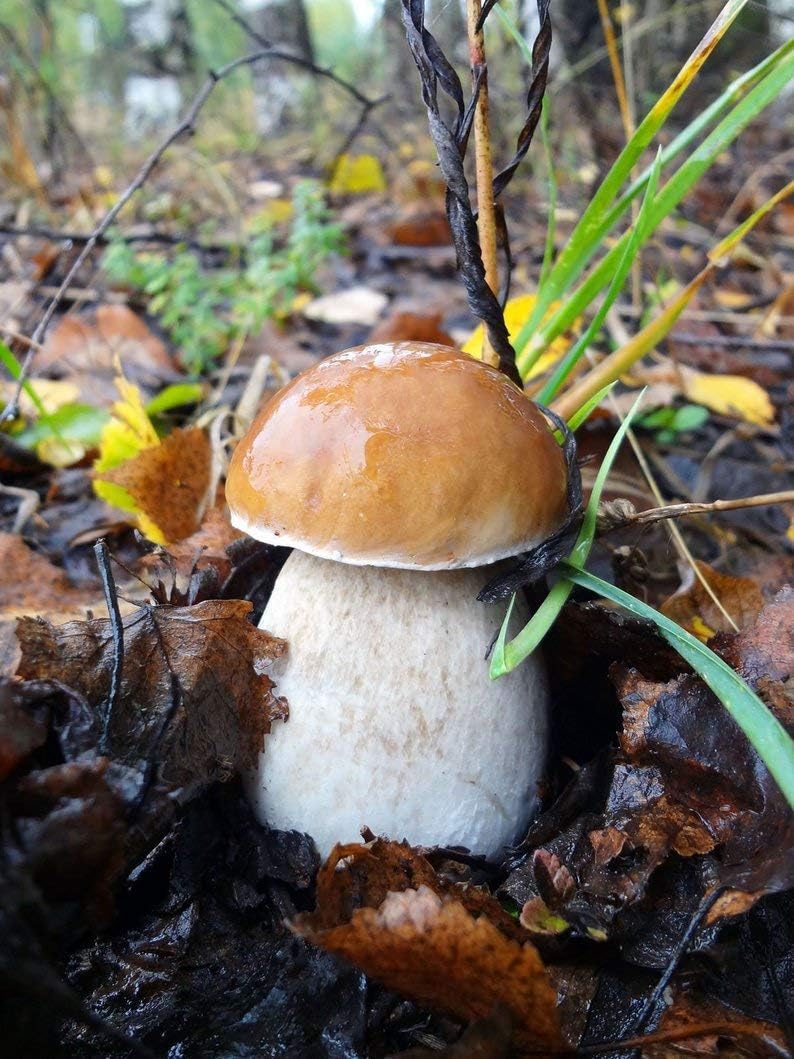 XIANJIA - Organic Boletus Seeds Fresh Boletus Seeds Edible Mushrooms Seeds Noble Mushrooms Perennial Hardy Plant Your own Mushrooms (10)