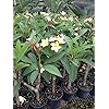 Set of 4 100% Hawaiian Plumeria (Frangipani) Plant Cuttings....From a PEST-FREE certified Hawaiian nursery with the proper U.S. Department of Agriculture stamp.