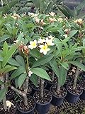 Set of 4 100% Hawaiian Plumeria (Frangipani) Plant Cuttings....From a PEST-FREE certified Hawaiian nursery with the proper U.S. Department of Agriculture stamp.