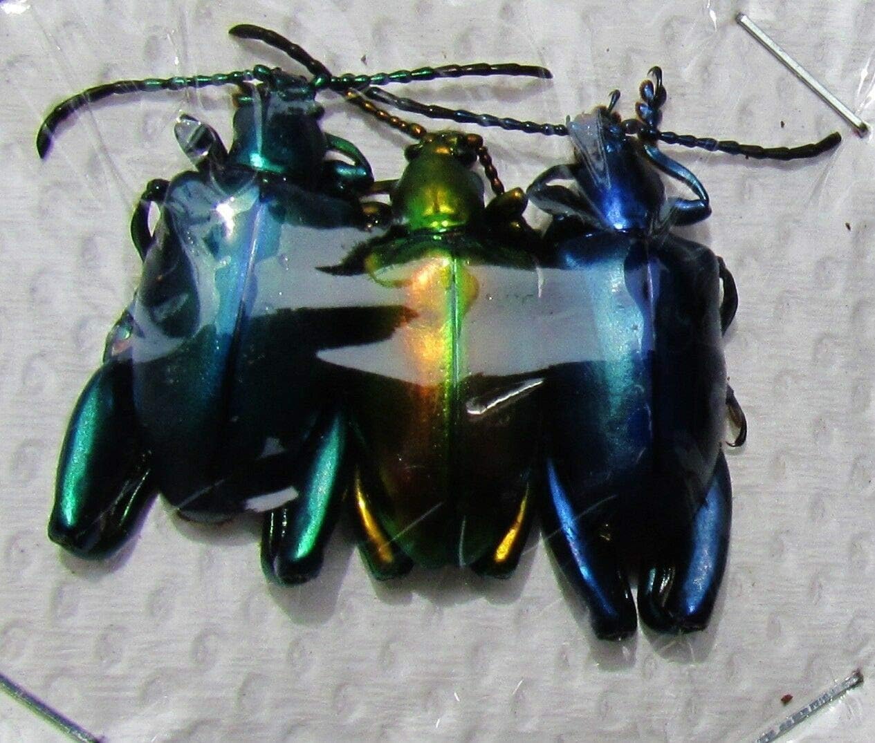 Lot of 30 Frog Leg Beetle Chrysomelidae Sagra longicollis 3 Colors Insect Taxidermy
