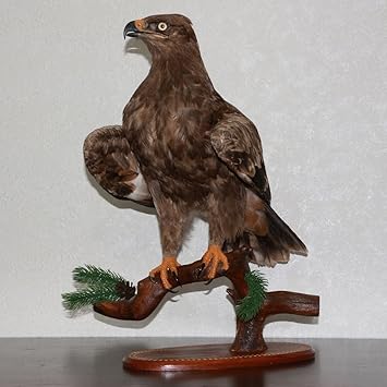 Golden Eagle Taxidermy Bird Mount Taxidermied Mounted