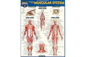 Anatomy of the Muscular System: a QuickStudy Laminated Reference Guide