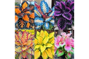 GENERIC 185+ Mixed Color Hosta Seeds for Planting Outdoors- Shade/Cold Tolerant Perennials, Dual Use for Ground Cover & Pots, Low Maintenance Flowers