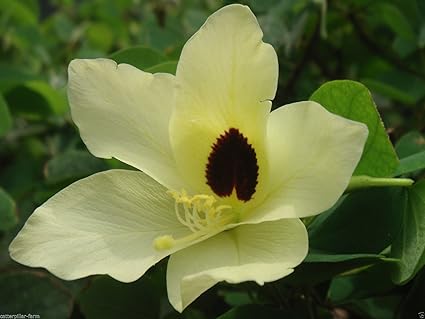 Image result for Wikipedia Bauhinia acuminata