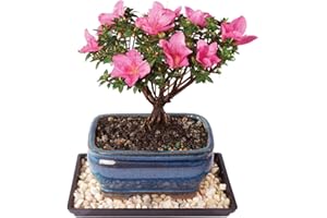 Brussel's Azalea 'Kazan' Bonsai - Small (Outdoor) with Humidity Tray & Deco Rock