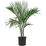 Costa Farms Majesty Palm Live Indoor Plant Fresh from Farm 3-4 Feet Tall, Grower Pot
