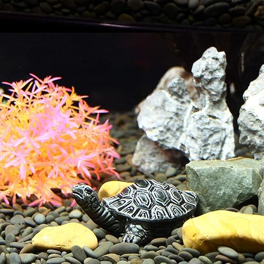fish and tortoise aquarium