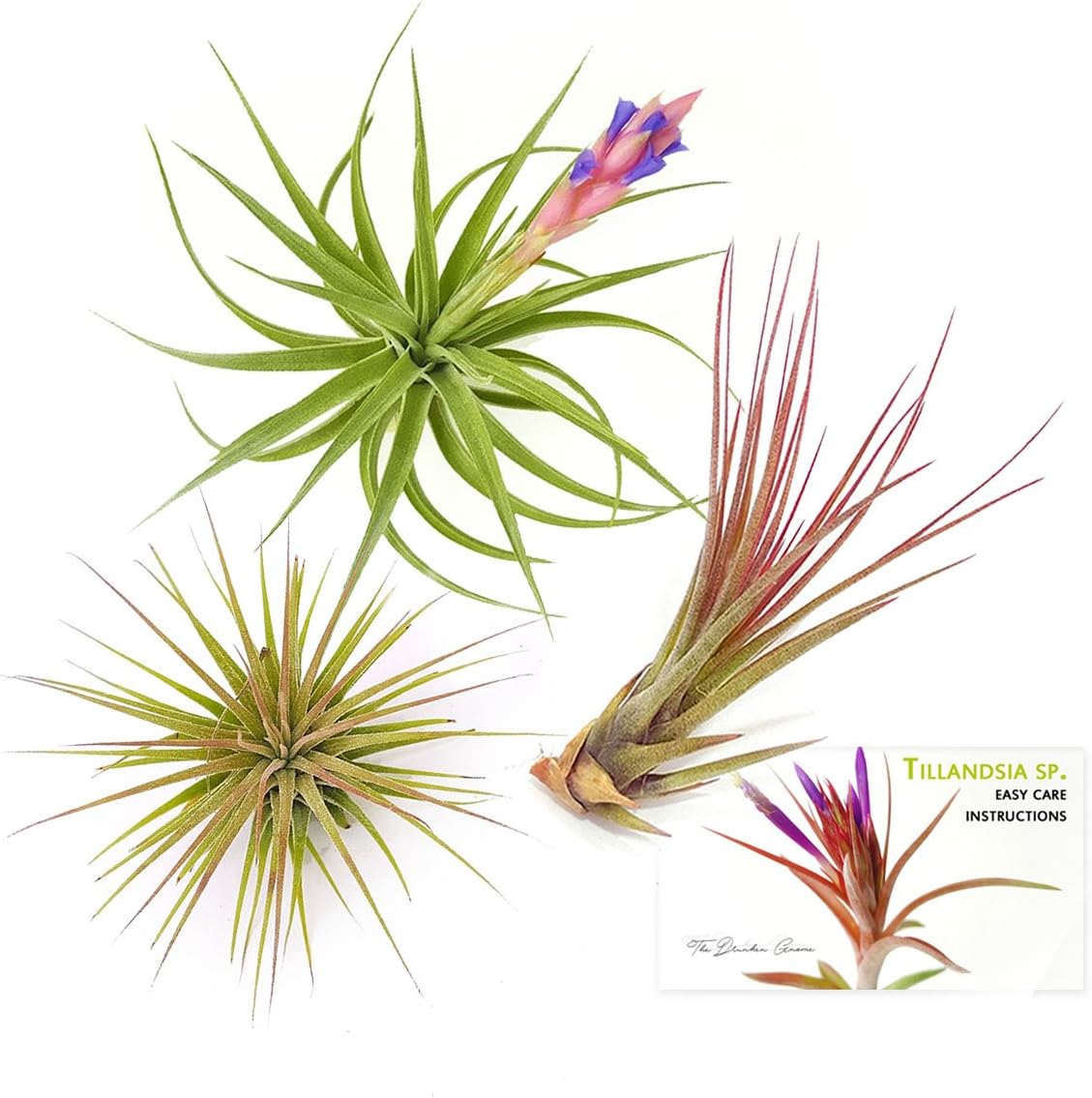 TDG The Drunken Gnome Tillandsia Air Plants Assorted Variety Pack, 3 Medium