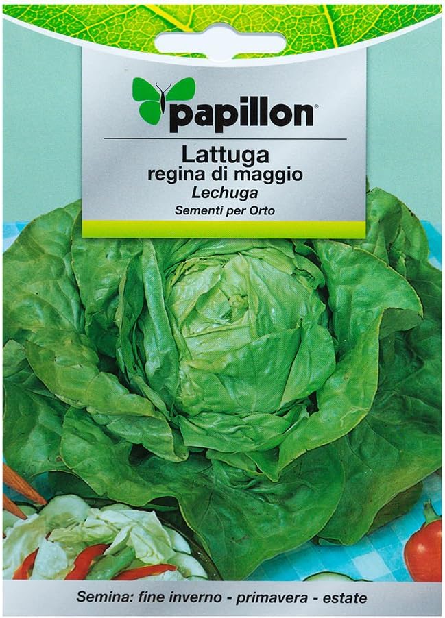 Semillas Lechuga Reina De Mayo (7 Gramos): Amazon.es: Jardín