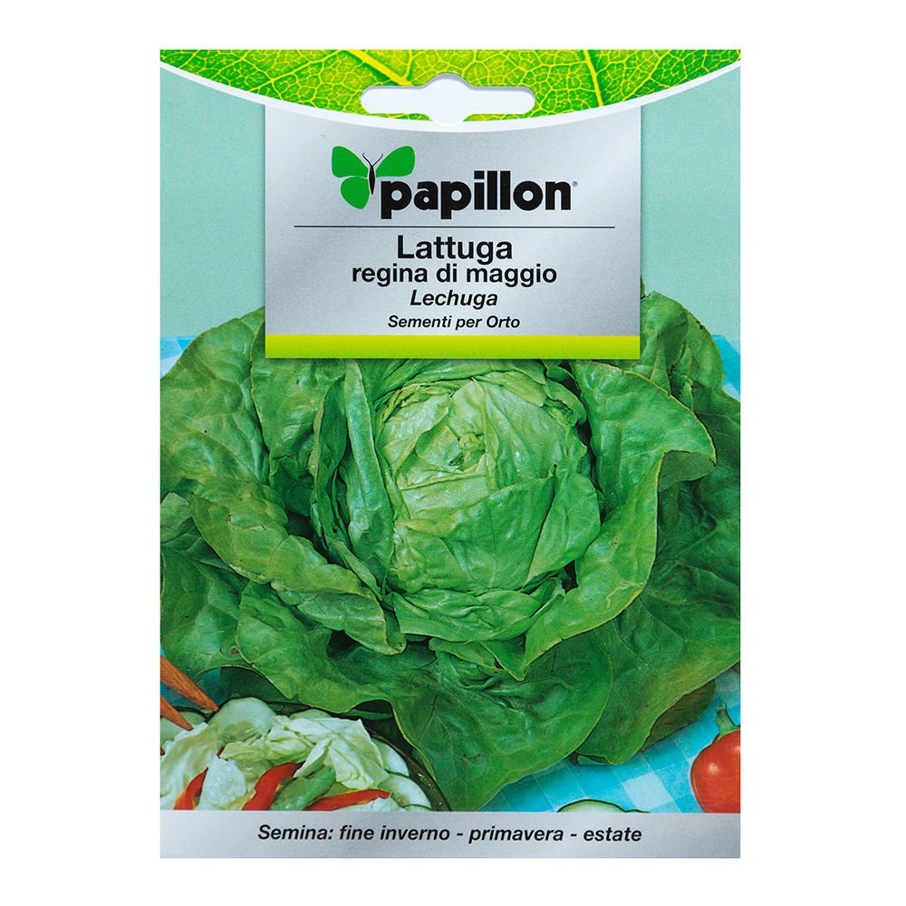 Semillas Lechuga Reina De Mayo (7 gramos): Amazon.es: Industria ...