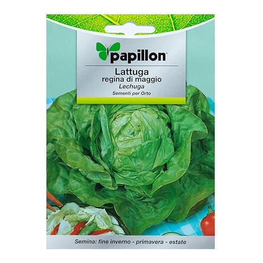 Semillas Lechuga Reina De Mayo (7 Gramos): Amazon.es: Jardín