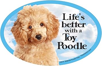 g & g toy poodles
