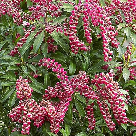 Pieris Passionâ Andromãšde Du Japon Compact ã Fleurs