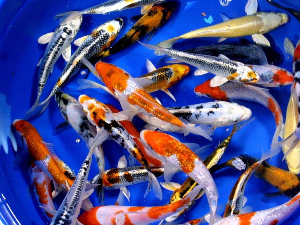 Koi 6 Live Koi Fish for Pond, Fish Tank or Aquarium