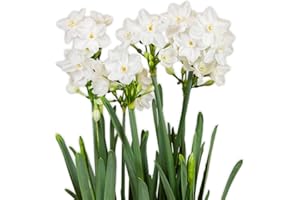 Easy to Grow Narcissus Paperwhite 'Ziva' Plant Bulbs (10 Pack) - Large Flower Bulbs for Indoor Forcing at Home, Fragrant Holiday Blooms