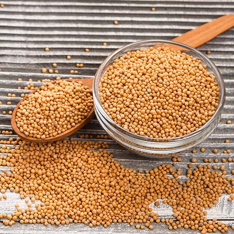 Senfsaat Ganz Und Gelb Rein Senf Saat Senfkorner Senfkorn