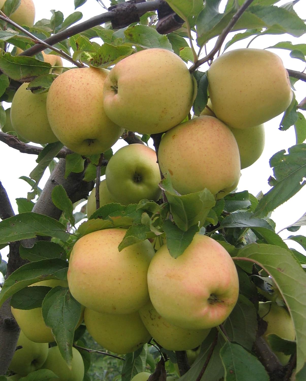 Golden Delicious Apple Tree - Live Plant Shipped 2-3 Feet Tall by DAS Farms (No California)