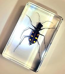 44mm Real Indonesian Tiger Beetle in Crystal Clear