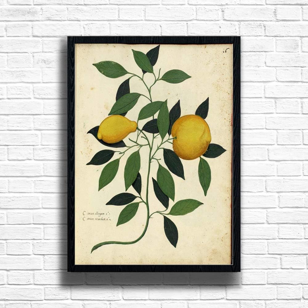 Lemon Framed Wall Art Print, Vintage Botanical Poster with A3, A4 Frame in Black Oak White Colour Options (Black, A3)