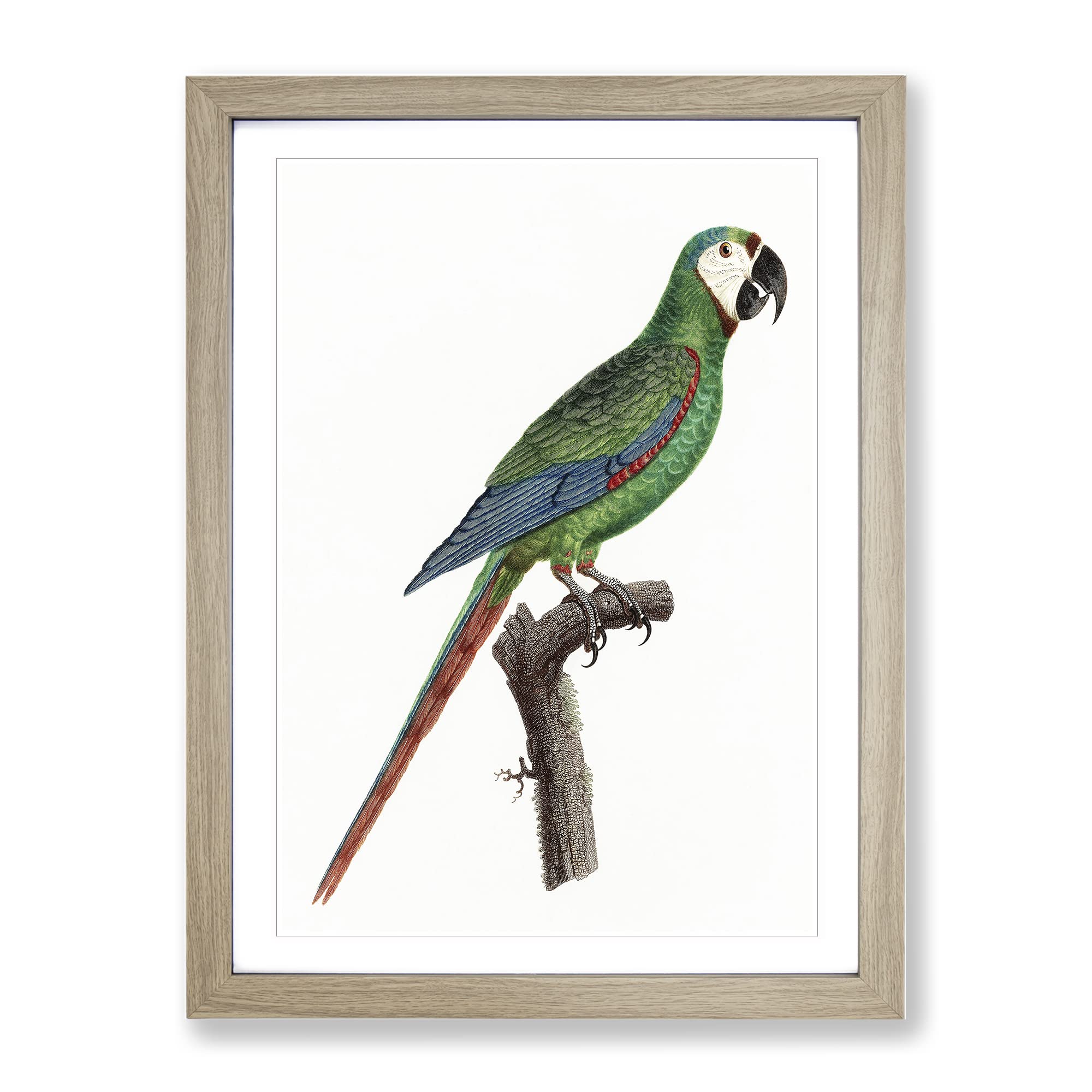 A Blue Winged Macaw Parrot By F. Levaillant Vintage Framed Wall Art Print, Ready to Hang Picture for Living Room Bedroom Home Office Décor, Oak A4 (34 x 25 cm)